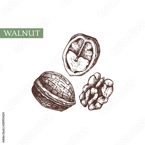 Hand drawn Walnut botanical illustration. Vintage nut sketches on white background. Hand drawn vector food drawing. Perfect for recipe, menu, label, icon, packaging.