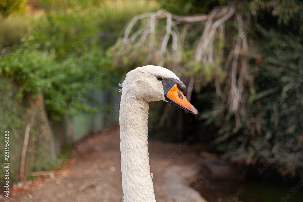 Fototapeta premium Cygne