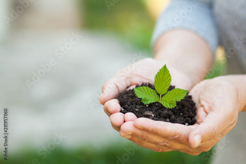 Plant in womans hands - grass background. Ecology 