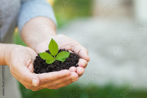 Plant in womans hands - grass background. Ecology 