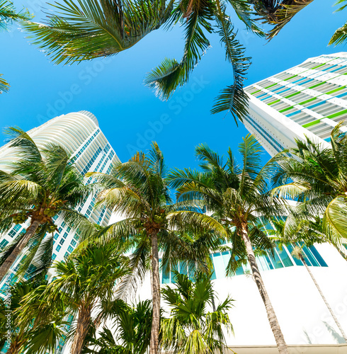 Coconut palms by downtown Miami's skyscrapers