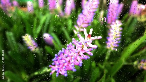 Realistic rain drops on glass window from the flower garden, 4K video.