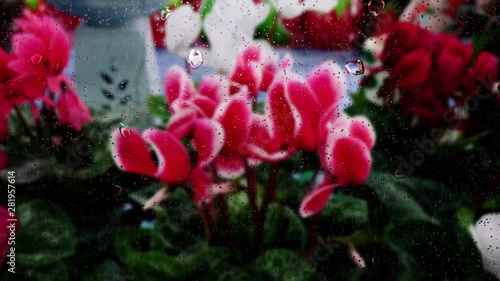 Realistic rain drops on glass window from the flower garden, 4K video.
