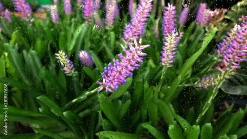 Realistic rain drops on glass window from the flower garden, 4K video.