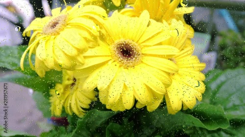 Realistic rain drops on glass window from the flower garden, 4K video.