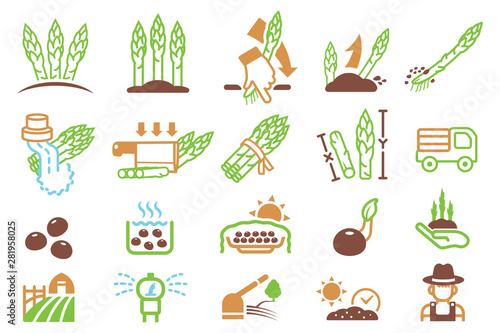 Cultivating asparagus from farm and export to market.(Color symbol).Agricultural Product.