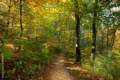 Autumn colors of the forest, landscape