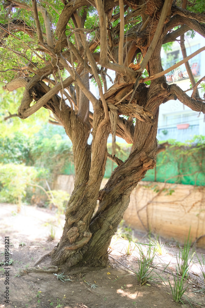 Obraz premium The trunk of an old olive tree, the bark of which forms unusual abstract drawings and patterns