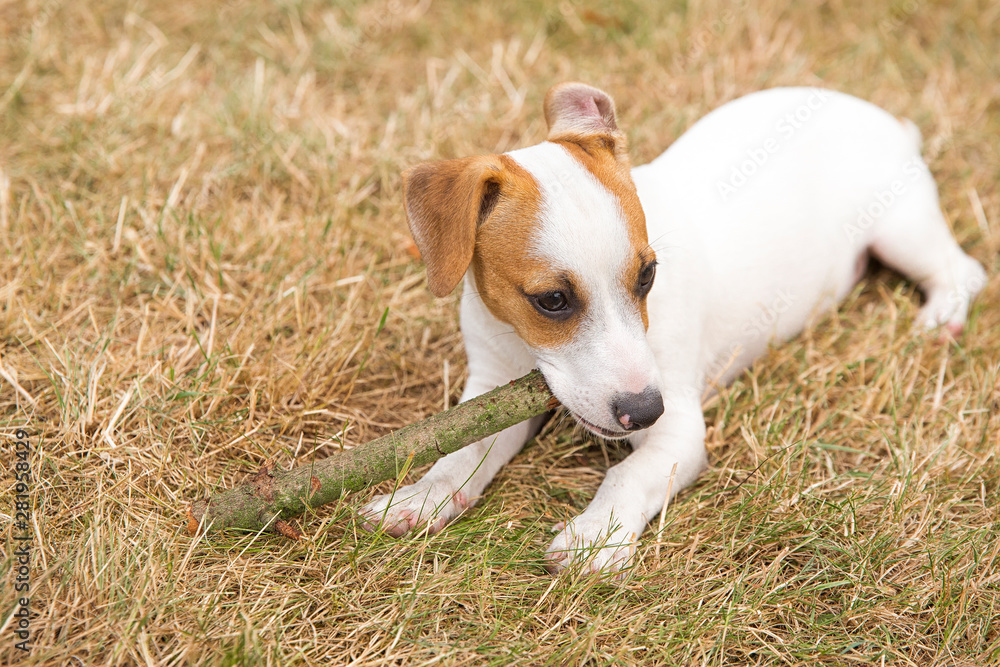 Three-month-old puppy Jack Russell Terrier playing with a stick on the lawn. Dog breeding. Pets and care.
