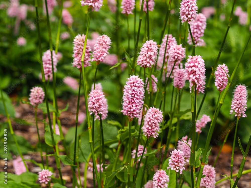 Common bistort (Bistorta officinalis) flowering in a garden Common bistort (Bistorta officinalis) flowering in a garden