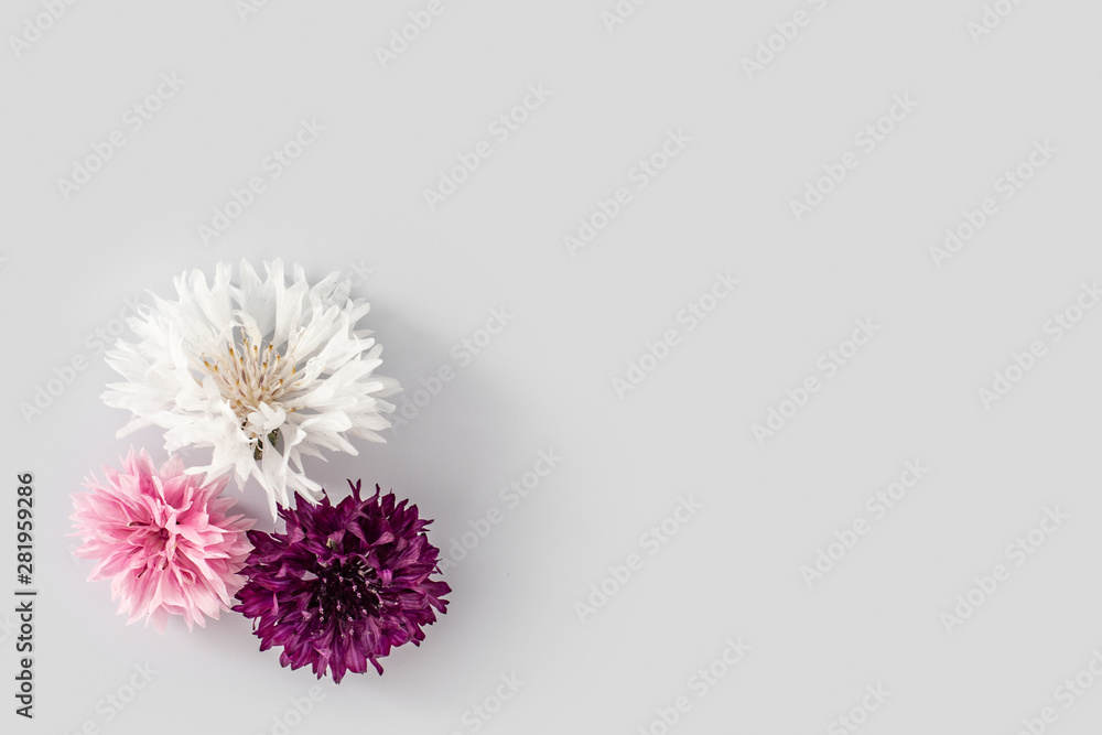 Three beautiful flower cornflowers on a uniform white background. Spring or summer background with copy space for text. Minimal concept, copy space, flat lay