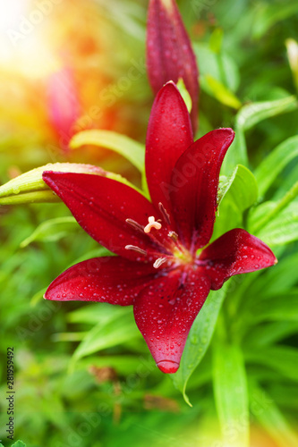 Red lily blooming in summer garden. Flowers Lilies blossoming flower art design background. Nature and Gardening concept