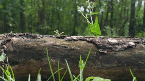 Can be used as a video background with phlegmatic/melancholy mood, for text and headline. Wet, rotten coniferous log in a smooth symmetrical movement, after rain. Side view with blurry background. It  photo