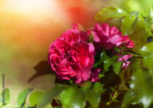 Pink Rose blooming in summe...