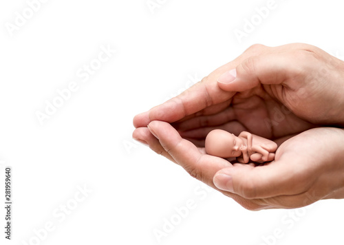 Human embryo protected by hands isolated on white background with clipping path photo