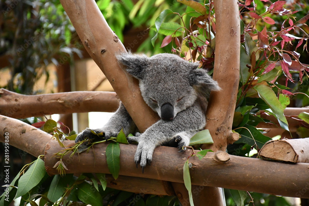 Koala Koala