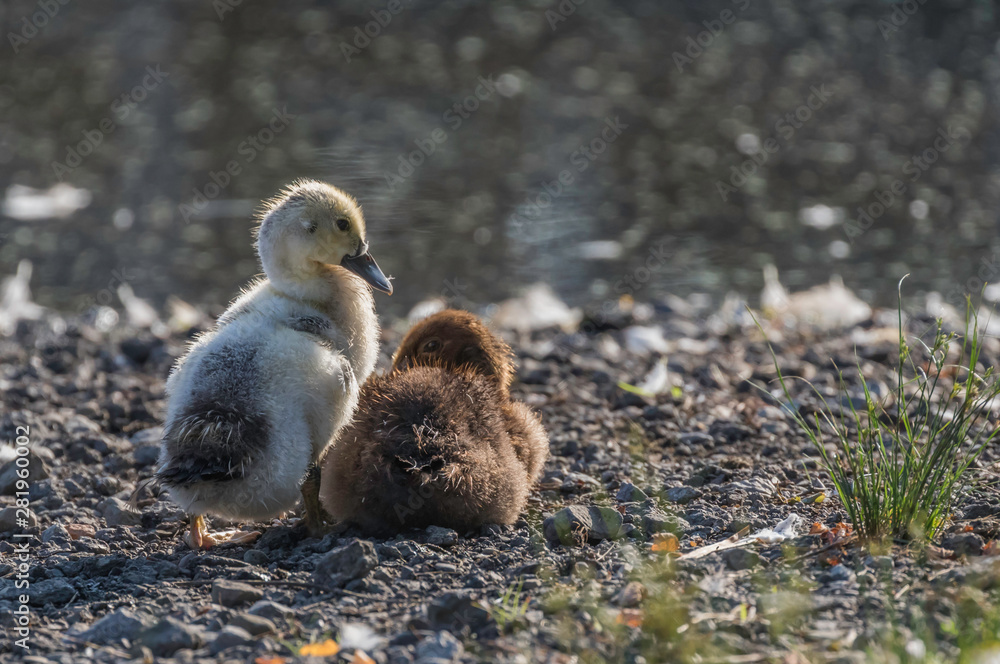 Obraz premium yellow and brown ducklings near waters edge 