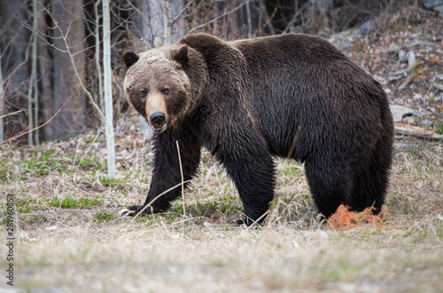 Grizzly bear in the spring