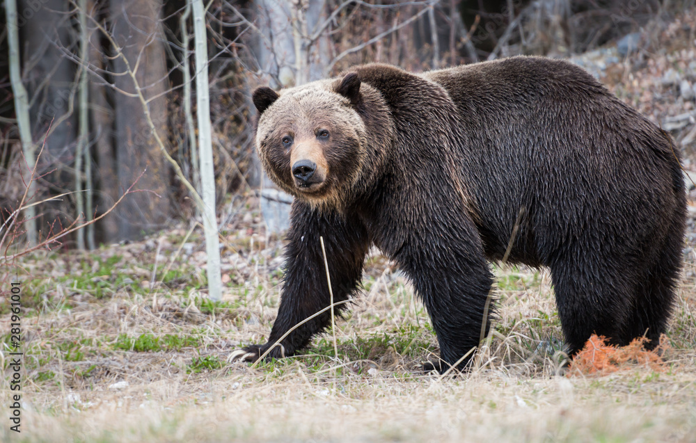 Fototapeta premium Grizzly bear in the spring