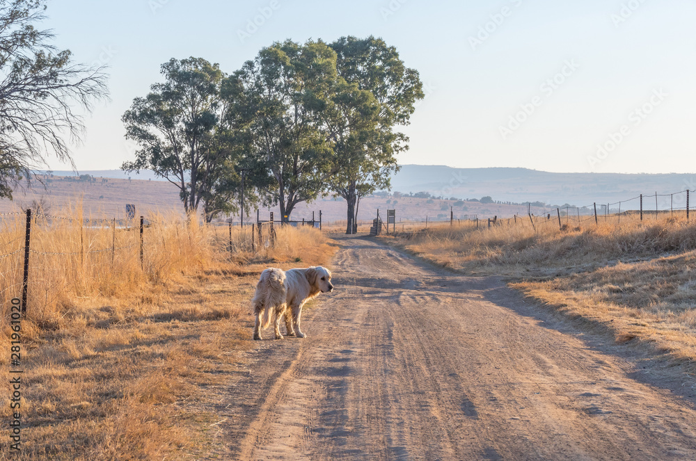 A large working dog stands alongside a dusty dirt farm road image with copy space
