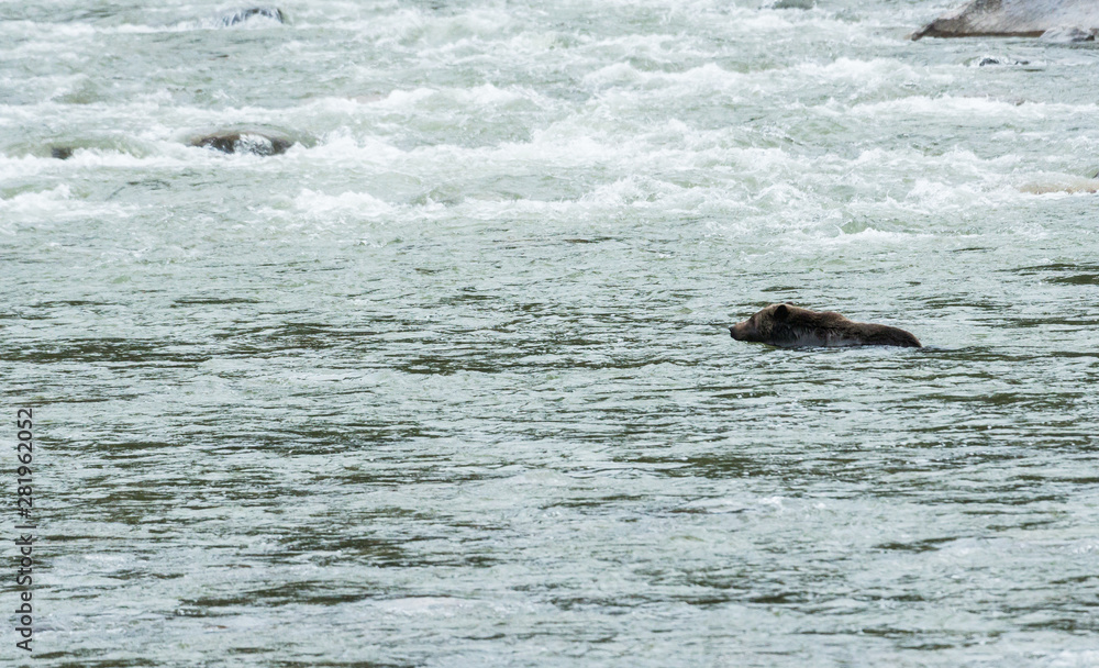 Fototapeta premium Grizzly bear in the spring