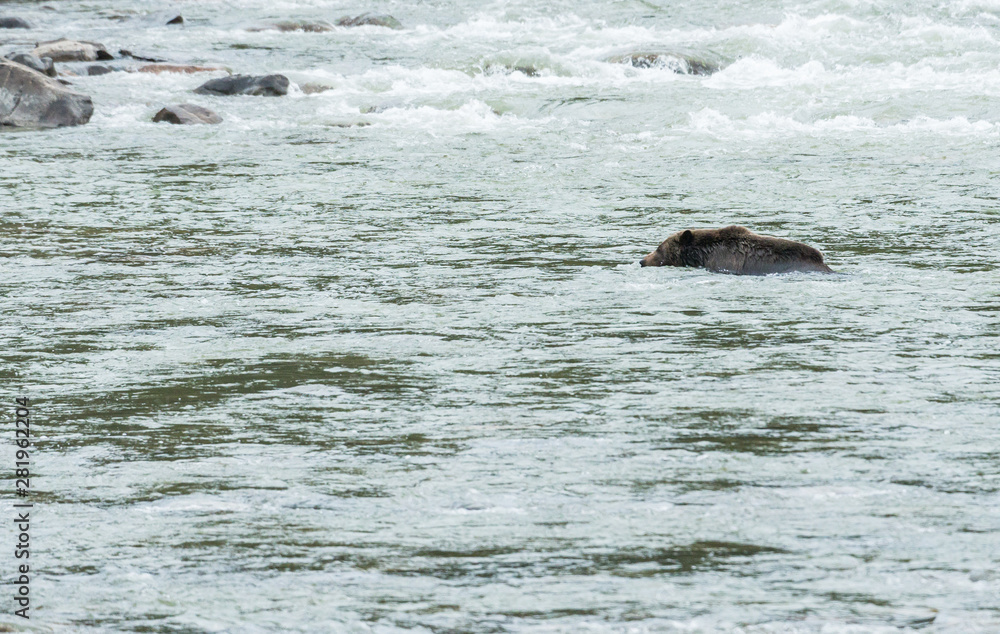 Fototapeta premium Grizzly bear in the spring