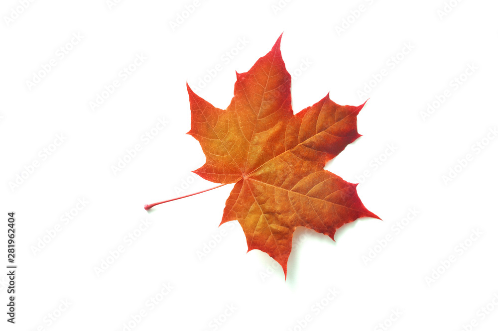 Fototapeta premium Colorful autumn maple leaf isolated on white background with place for your text