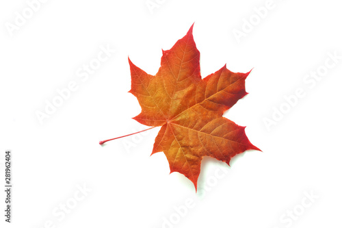 Colorful autumn maple leaf isolated on white background with place for your text