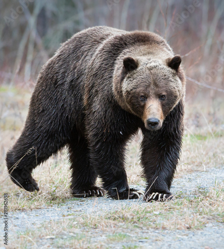 Grizzly bear in the spring