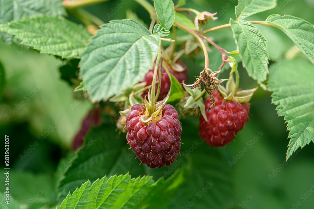 raspberry berries on a branch with green leaves close-up raspberry berries on a branch with green leaves close-up