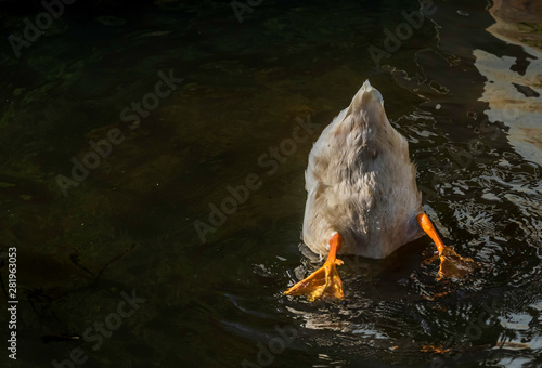 duck in water with its bottom up 