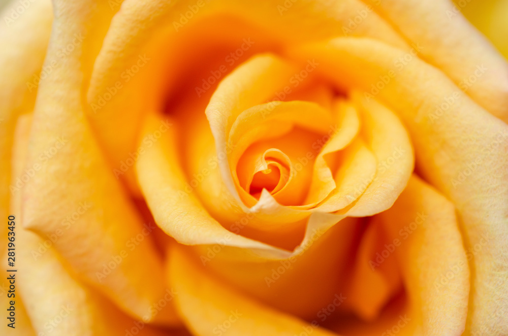 Yellow rose blurred with blurred pattern background Yellow rose blurred with blurred pattern background