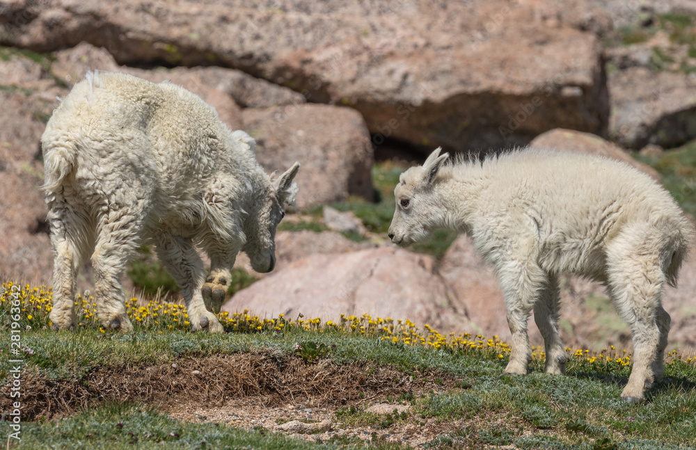 Cute Mountain Goat Kid in Colorado in Summer Cute Mountain Goat Kid in Colorado in Summer