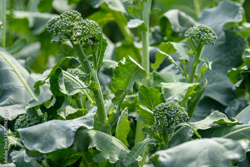 cabbage broccoli in the garden in the garden close-up