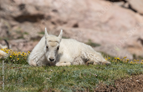 Cute Mountain Goat Kid in Colorado in Summer