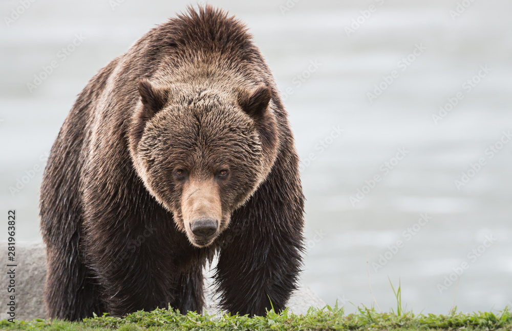Fototapeta premium Grizzly bear in the spring