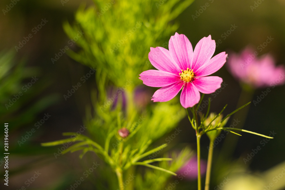 Fleur Fleur