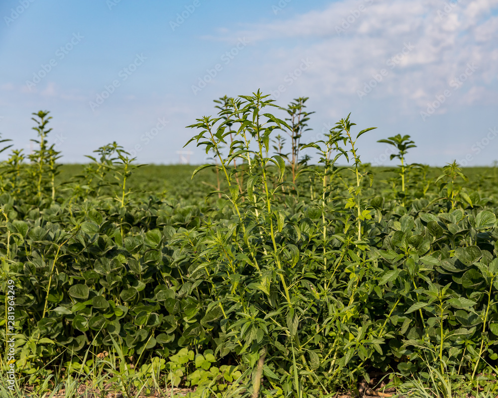 waterhemp growing in soybean farm field in summer