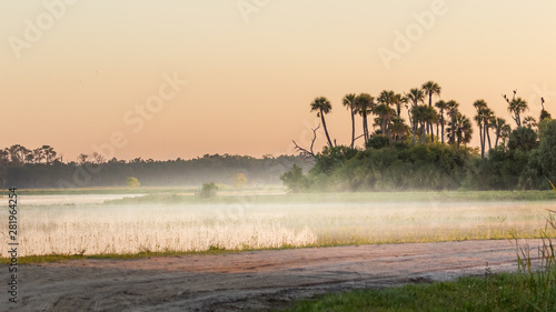 Florida nature marsh and swamp at sunrise with fog, Orlando Wetlands. photo