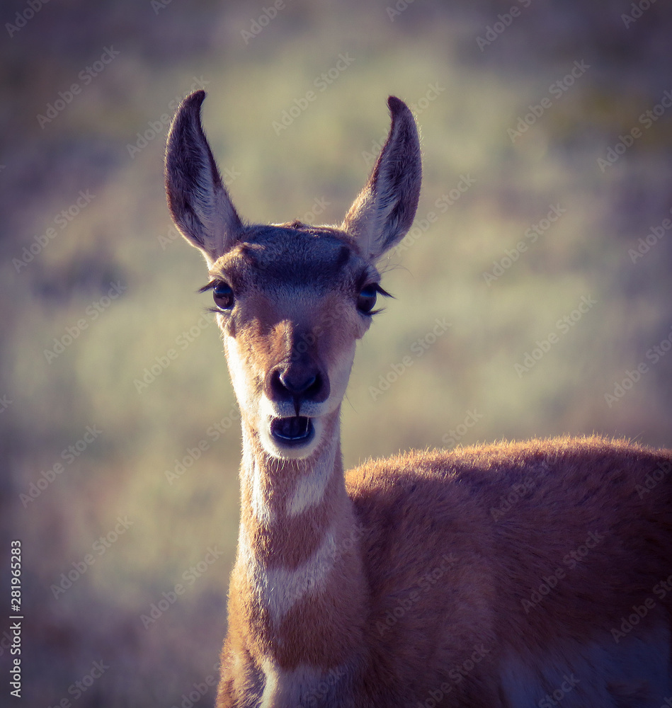 Obraz premium Oh Boy