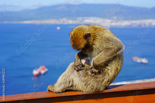 View of a wild Barbary Macaque monkey at the top of the Rock of Gibraltar