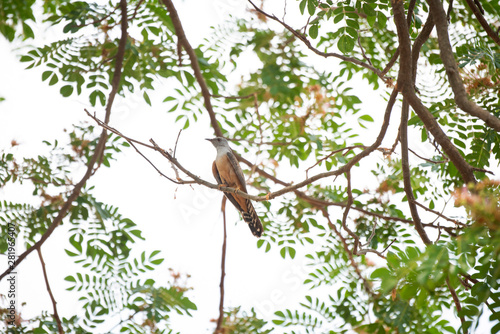 Male plaintive cuckoo