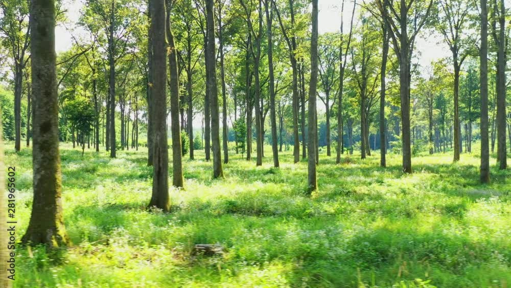 Slow drone flight between the trees in the forest on sunny summer day evening, panning shot Slow drone flight between the trees in the forest on sunny summer day evening, panning shot
