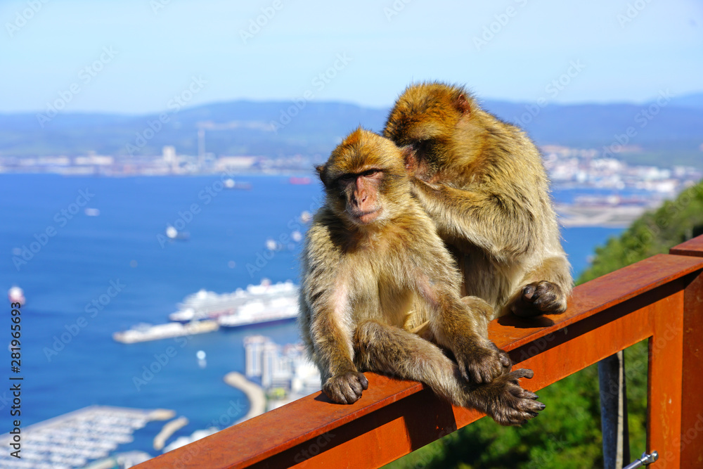 Naklejka premium View of two wild Barbary Macaque monkeys grooming each other at the top of the Rock of Gibraltar