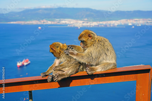 View of two wild Barbary Macaque monkeys grooming each other at the top of the Rock of Gibraltar