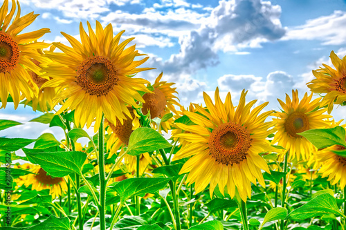 Close up of flowering blooming sunflowers in the field under blue sky with clouds. Organic flower  beautiful flower