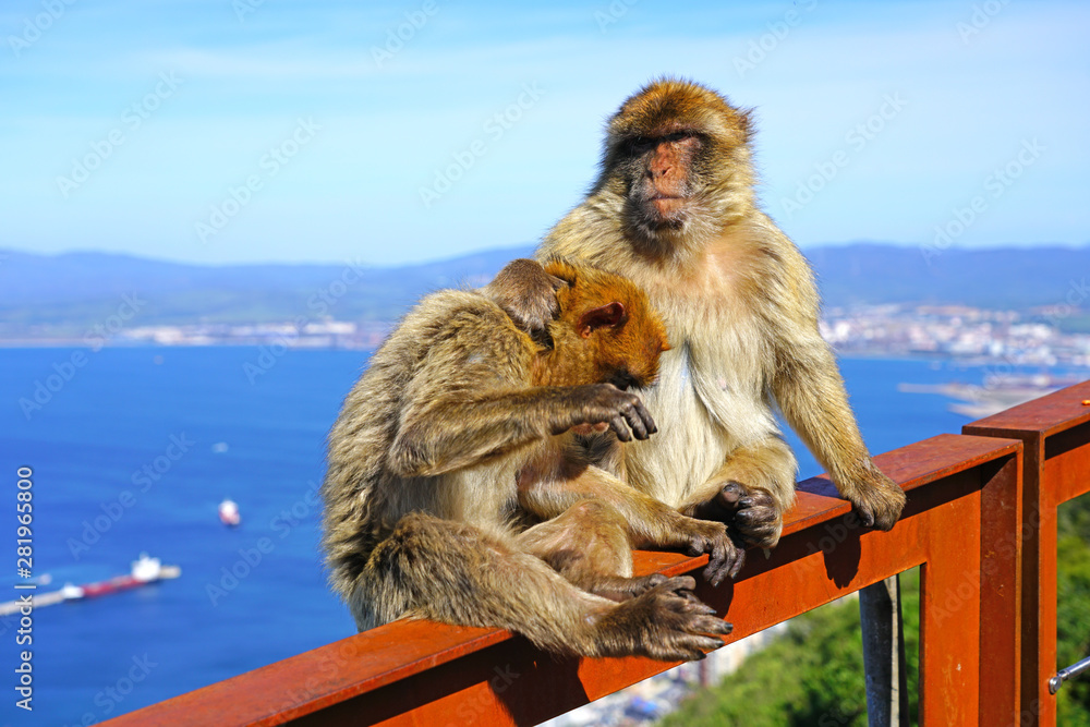 Naklejka premium View of two wild Barbary Macaque monkeys grooming each other at the top of the Rock of Gibraltar