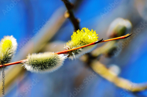 spring, willow, nature, tree, branch