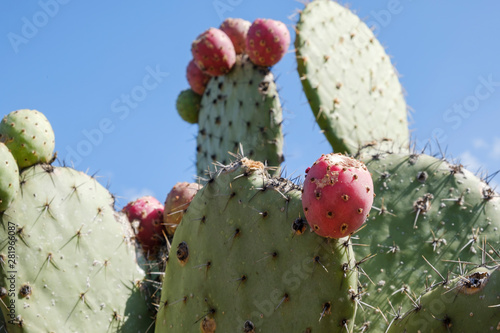 Tuna en en nopal