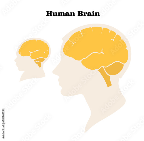 Comparison of the size and characteristics of the brain and head of an adult and a newborn. Silhouette. Flat design. Vector image